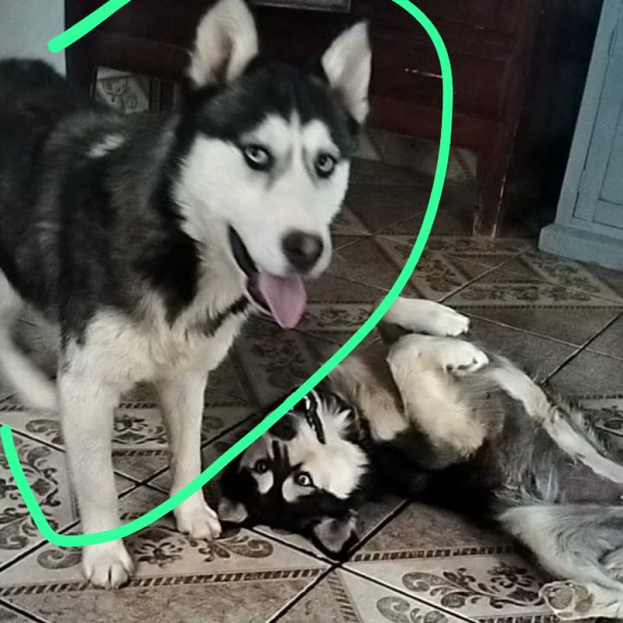 ROCKY | Raza Husky Siberiano | Perdido