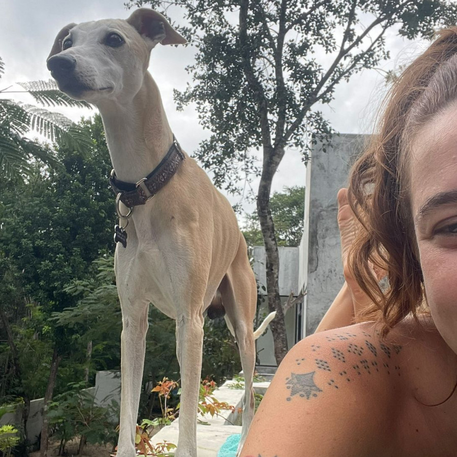 BUTTERS | Raza Galgo Italiano | Perdido