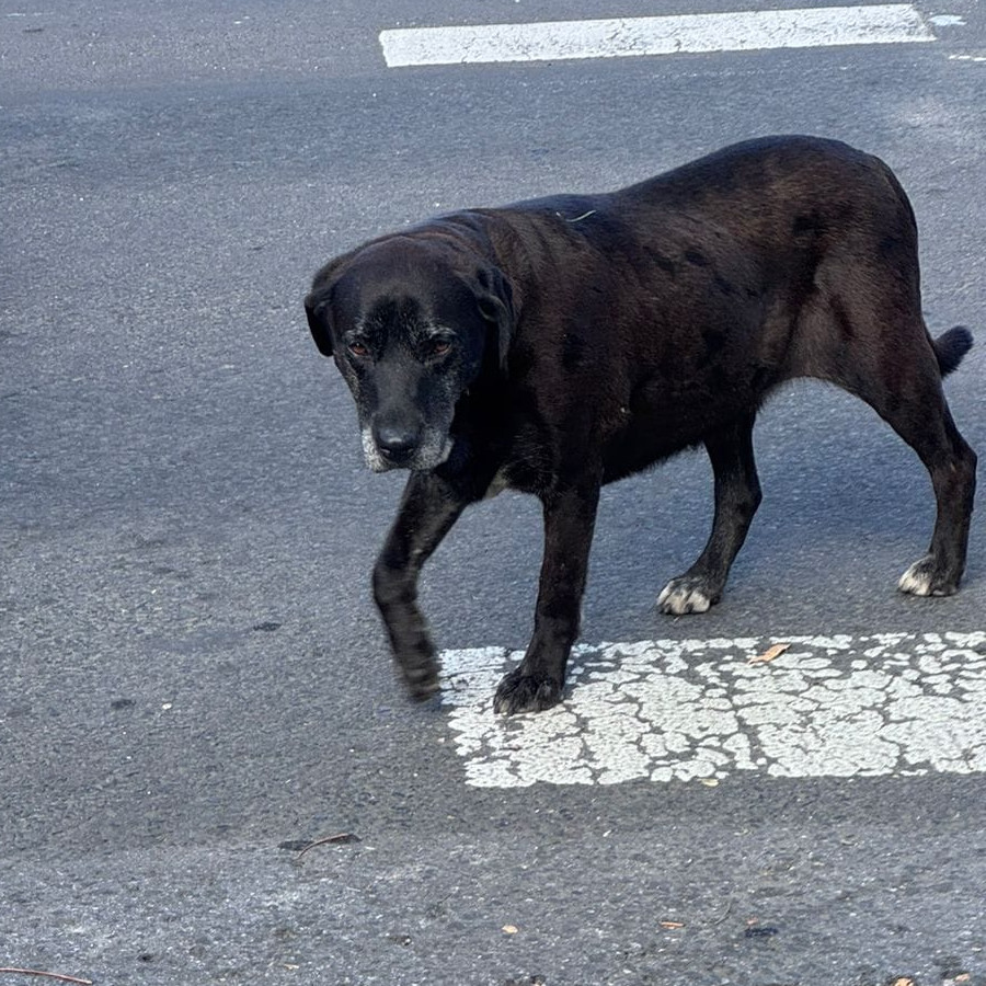  | Raza Mestiza, cruza de Labrador | Encontrada