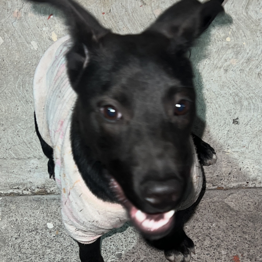  | Raza Mestiza, cruza de Labrador | Encontrada