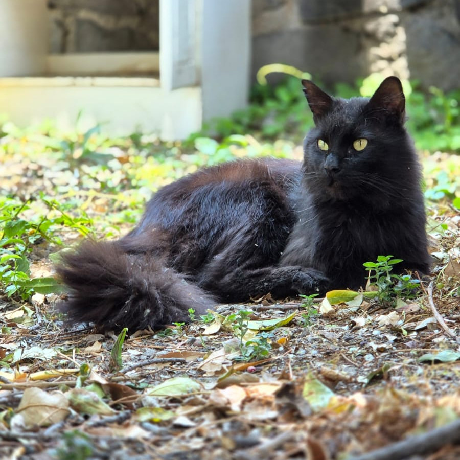 CUCURUMBÉ | Raza Angora Turco Negro | En Adopción
