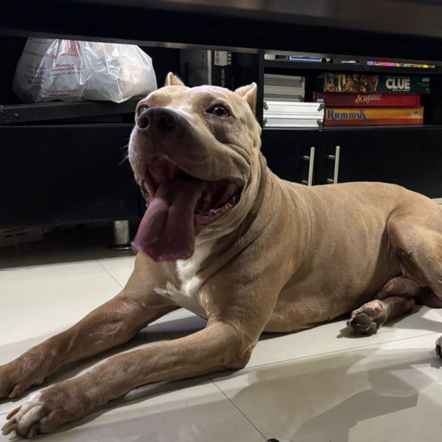 ZEUS | Raza American Pitbull Terrier | Perdido