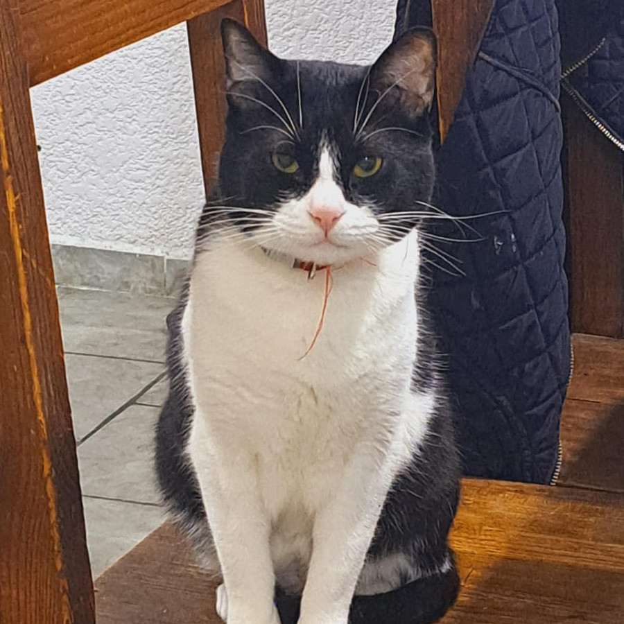 MILO | Raza Doméstico Américano de Pelo Corto | Perdido