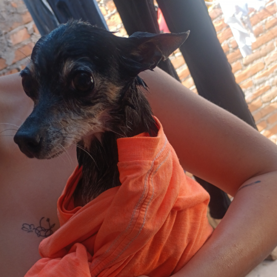 MOLLY | Raza Chihuahua | Perdida