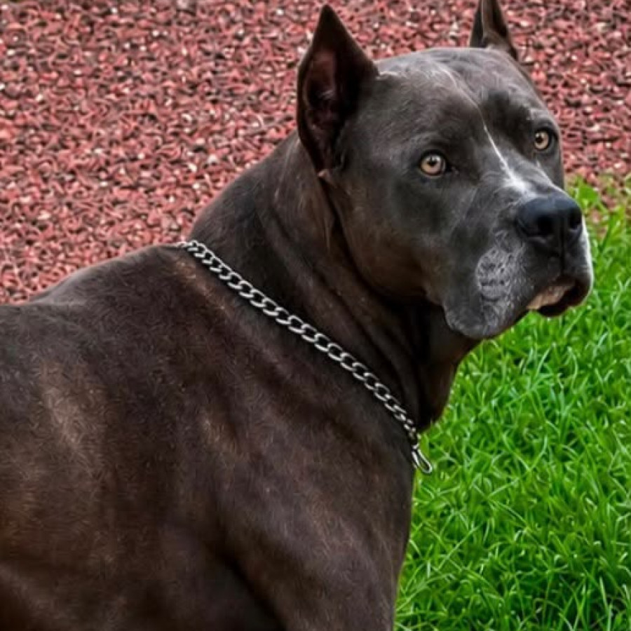 DYRON | Raza American Pitbull Terrier | Perdido