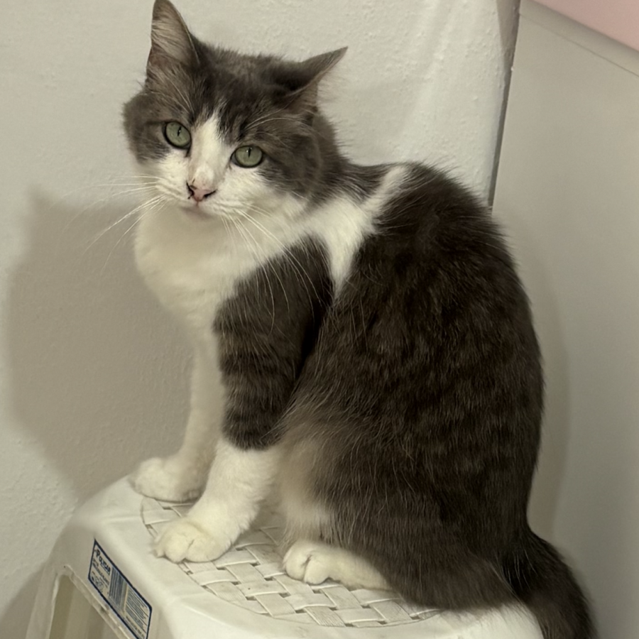 FRUFRÚ | Raza Doméstico Americano de pelo semilargo | Perdida