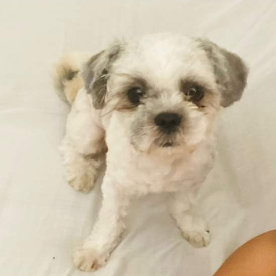 BRUNO | Raza Shih Tzu  | Perdido