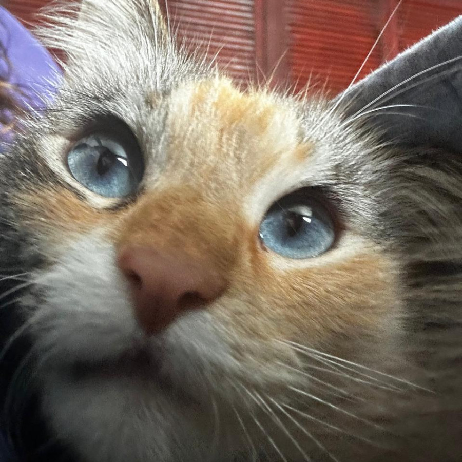 DOLORES | Raza Balinés Punto Calicó | Final Feliz