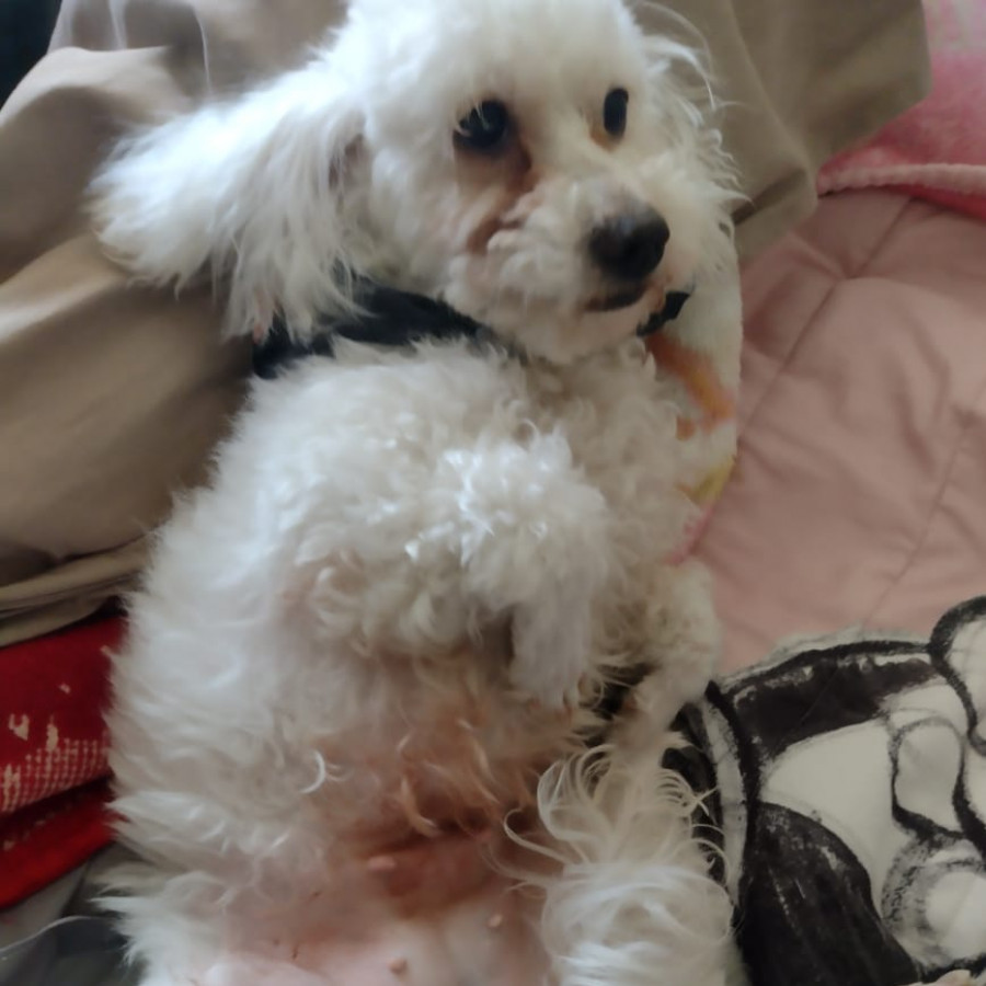 PRINCESA O TITÍ | Raza Mestiza, cruza de French Poodle  con Maltés | Perdida