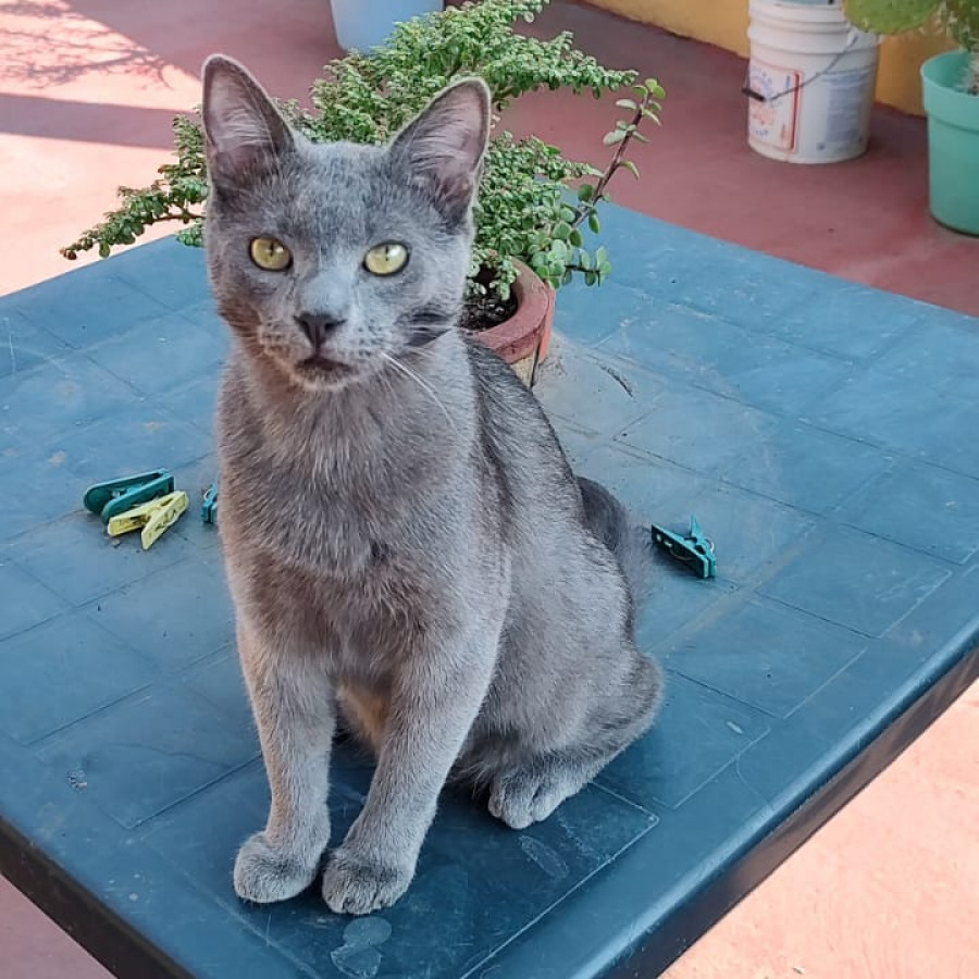 RUSHI | Raza Ruso Azul | Perdido