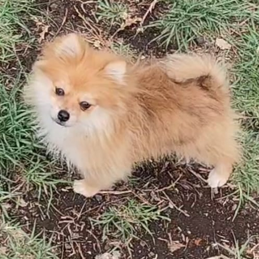CANELA | Raza Pomerania | Perdida