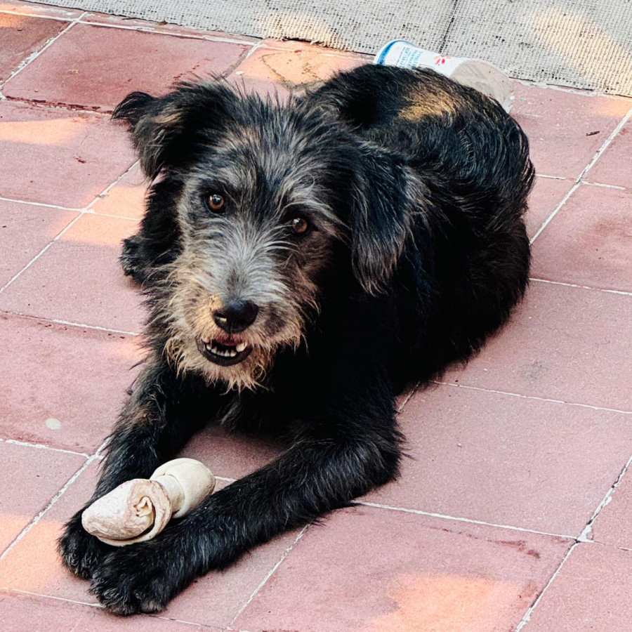 SIRIUS | Raza Mestizo | En Adopción