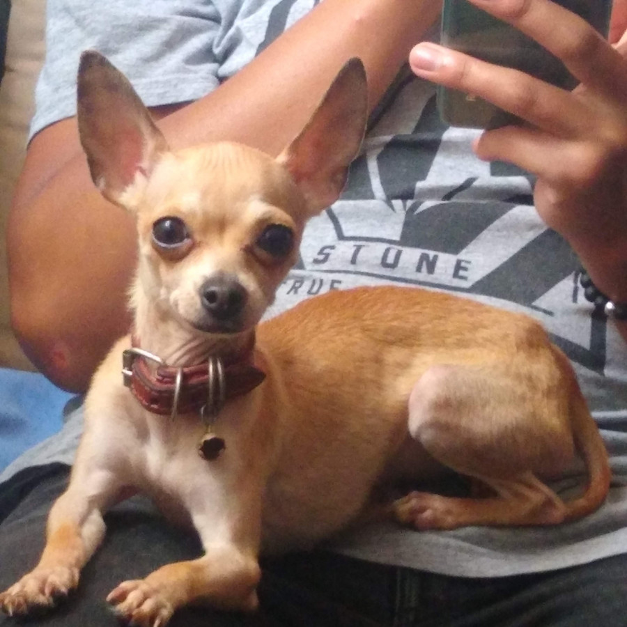 LILI | Raza Chihuahua | Perdida