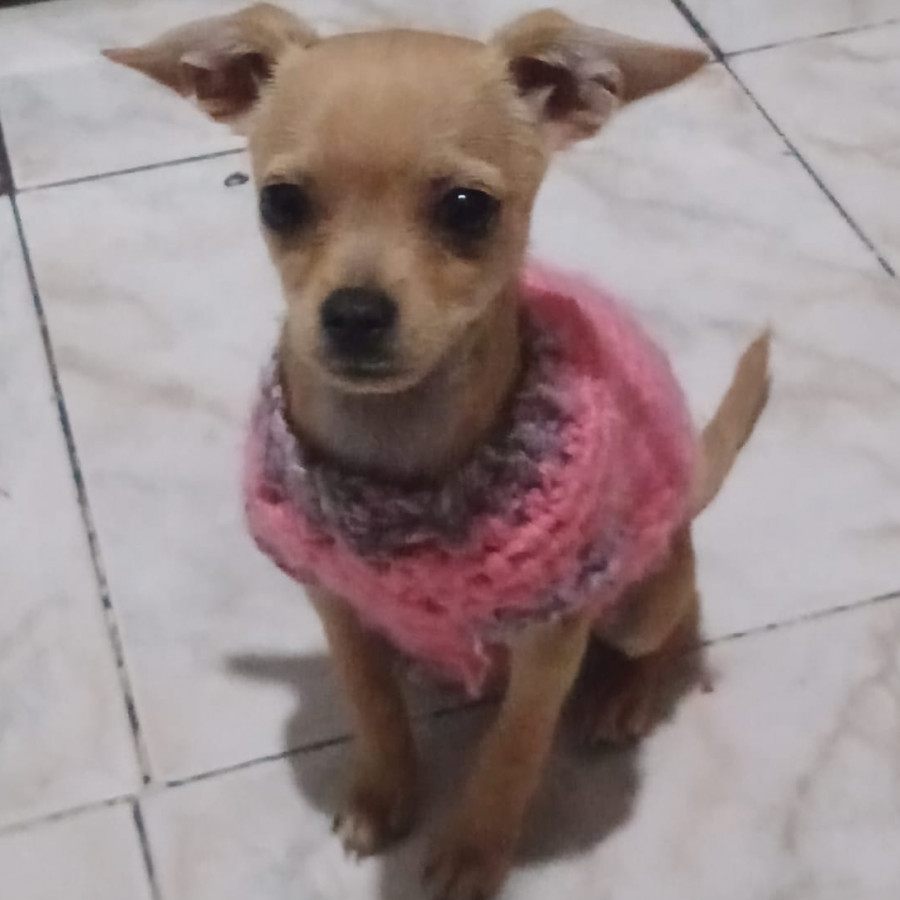 PERLA | Raza Chihuahua | Perdida