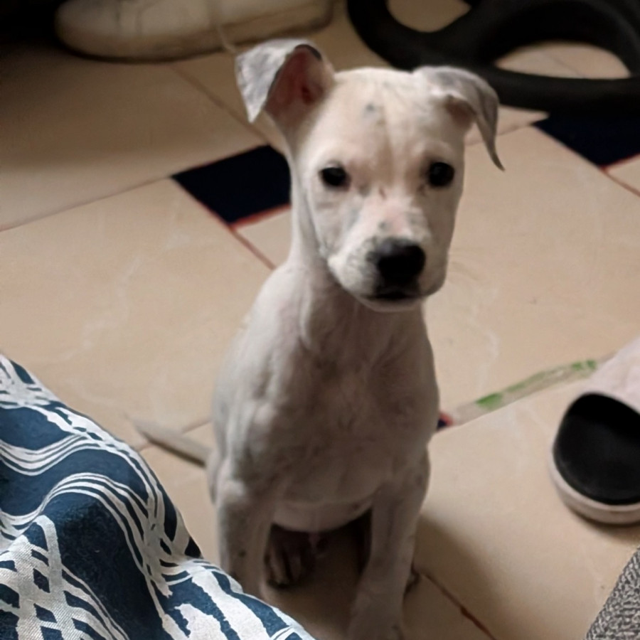 CHENCHO | Raza Mestizo, cruza de Dálmata | Perdido