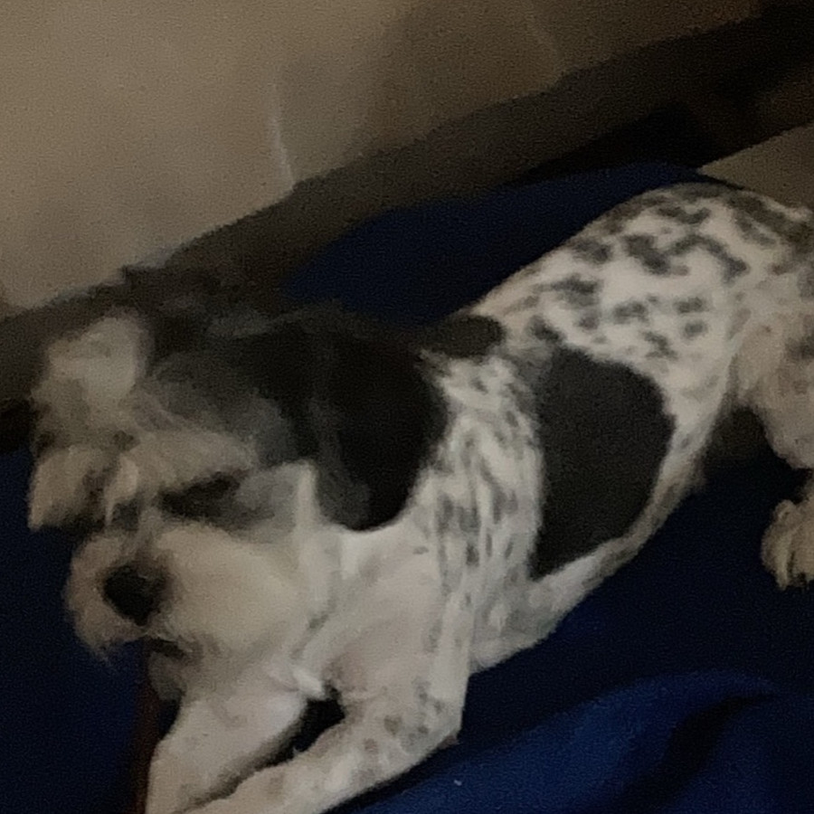 MANCHAS | Raza Shih Tzu  | Perdido