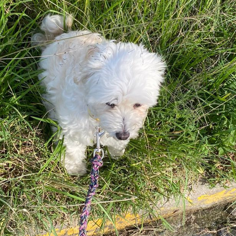 PLÁTANO | Raza Mestiza,  cruza de Maltés con French Poodle, (Maltipoo) | Final Feliz