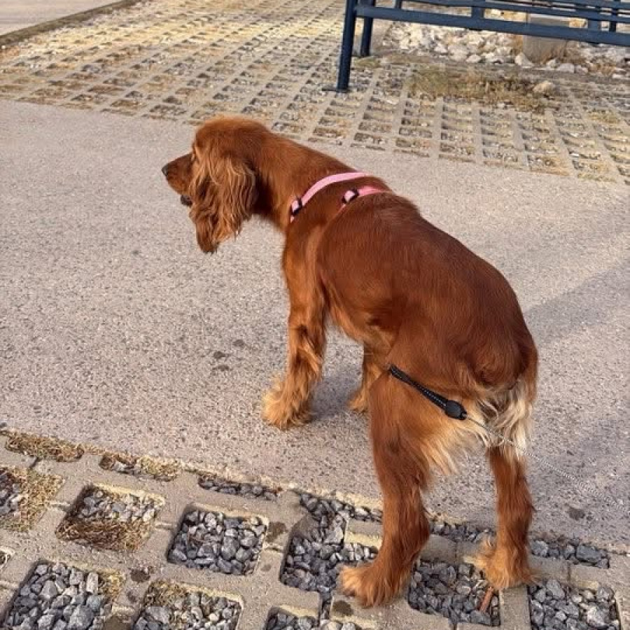 MOLLY | Raza Cocker Spaniel | Perdida