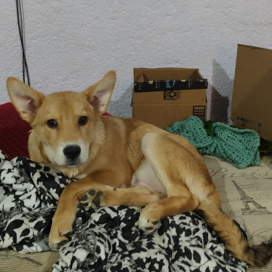 MISKA | Raza Mestiza | Final Feliz