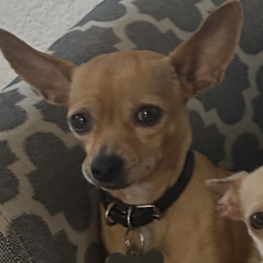 LALITA | Raza Chihuahua | Perdida