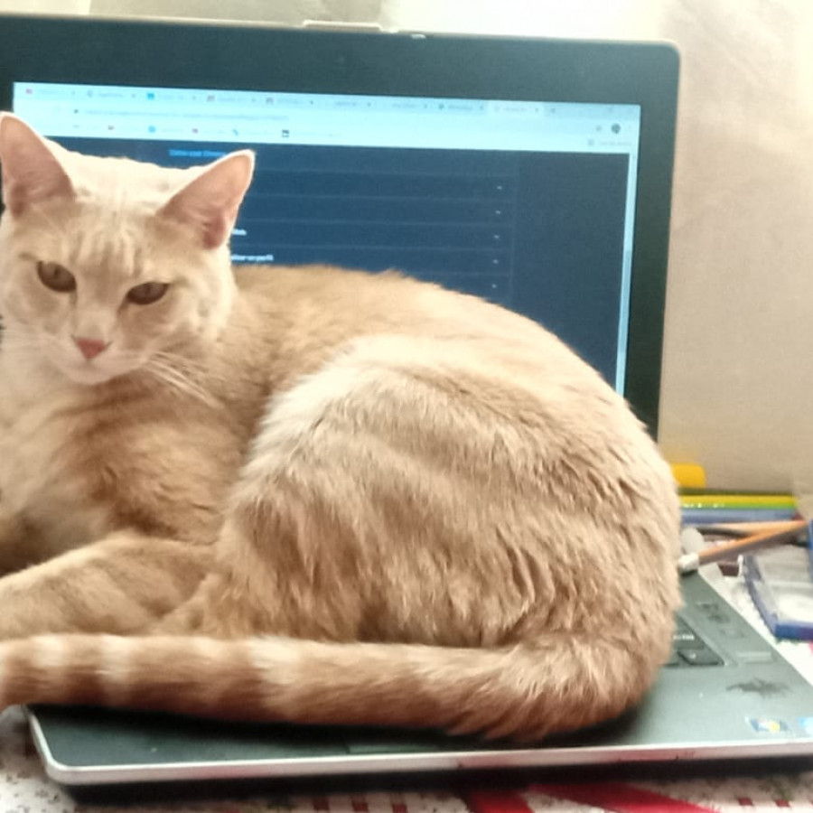 COFFEE | Raza Doméstico Américano de Pelo Corto | Perdido