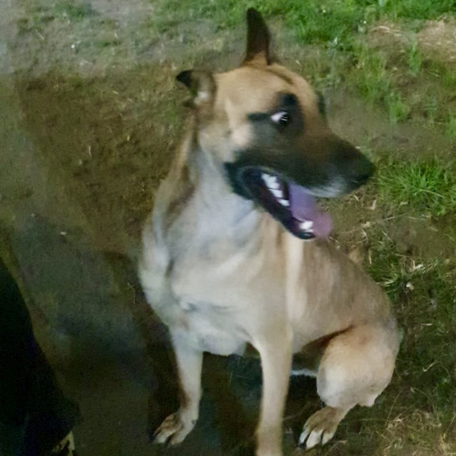  | Raza Pastor Belga Maliniois | Encontrado