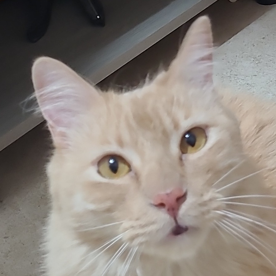 SIMBA | Raza Doméstico Americano de Pelo Semilargo | Perdido