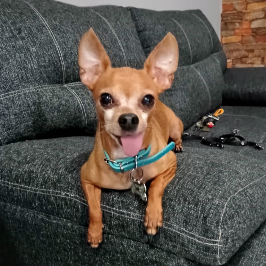 CHISGUETES (CHIS) | Raza Chihuahua | Perdido