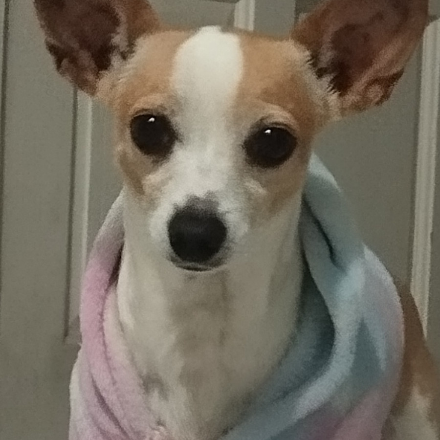 MANTEQUILLA | Raza Chihuahua | Perdida