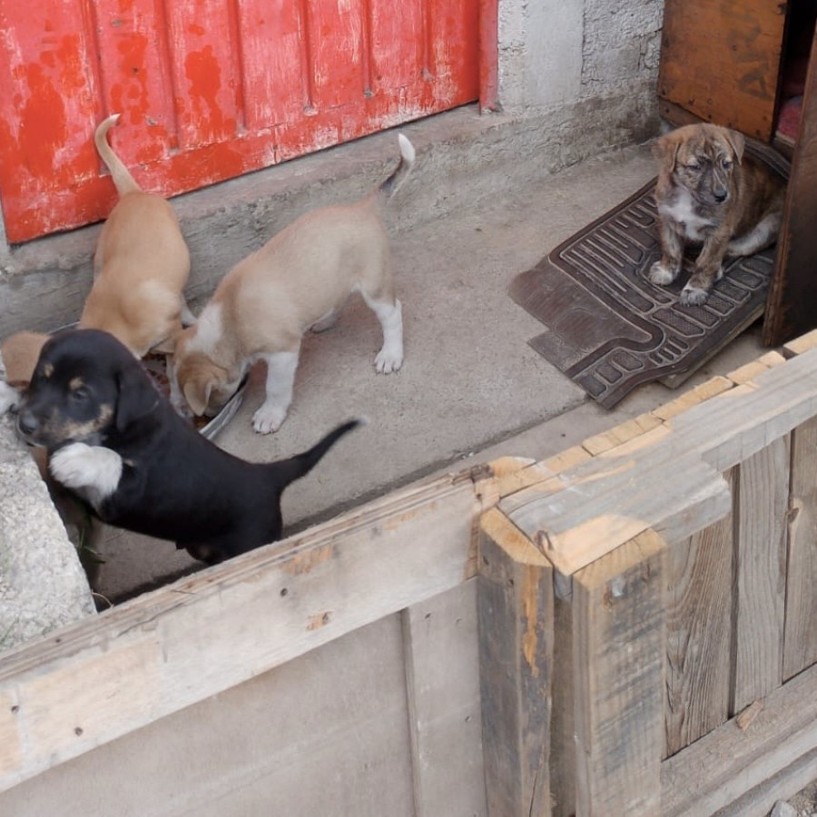HERMOSOS CACHORROS | Raza Mestizos, cruza de Husky Siberiano | En Adopción