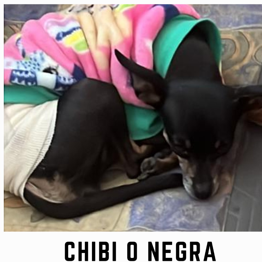 CHIVI O NEGRA | Raza Chihuahua | Perdida