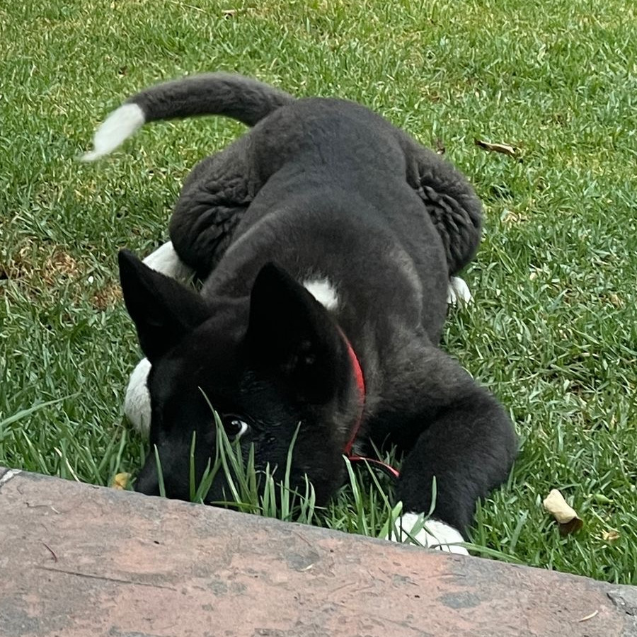 ZUKI | Raza Akita Americano   | Perdida