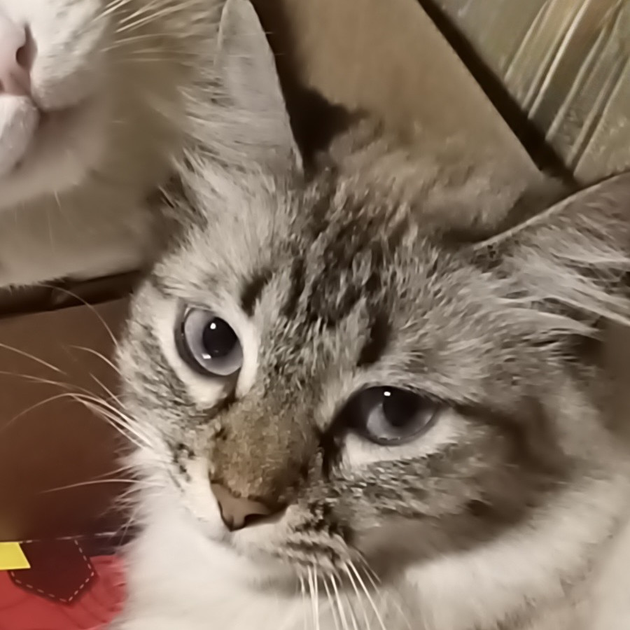 Maisha | Raza Balinés | Perdida