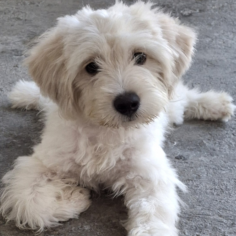 COCO | Raza Mestizo, cruza de Maltés | Perdido