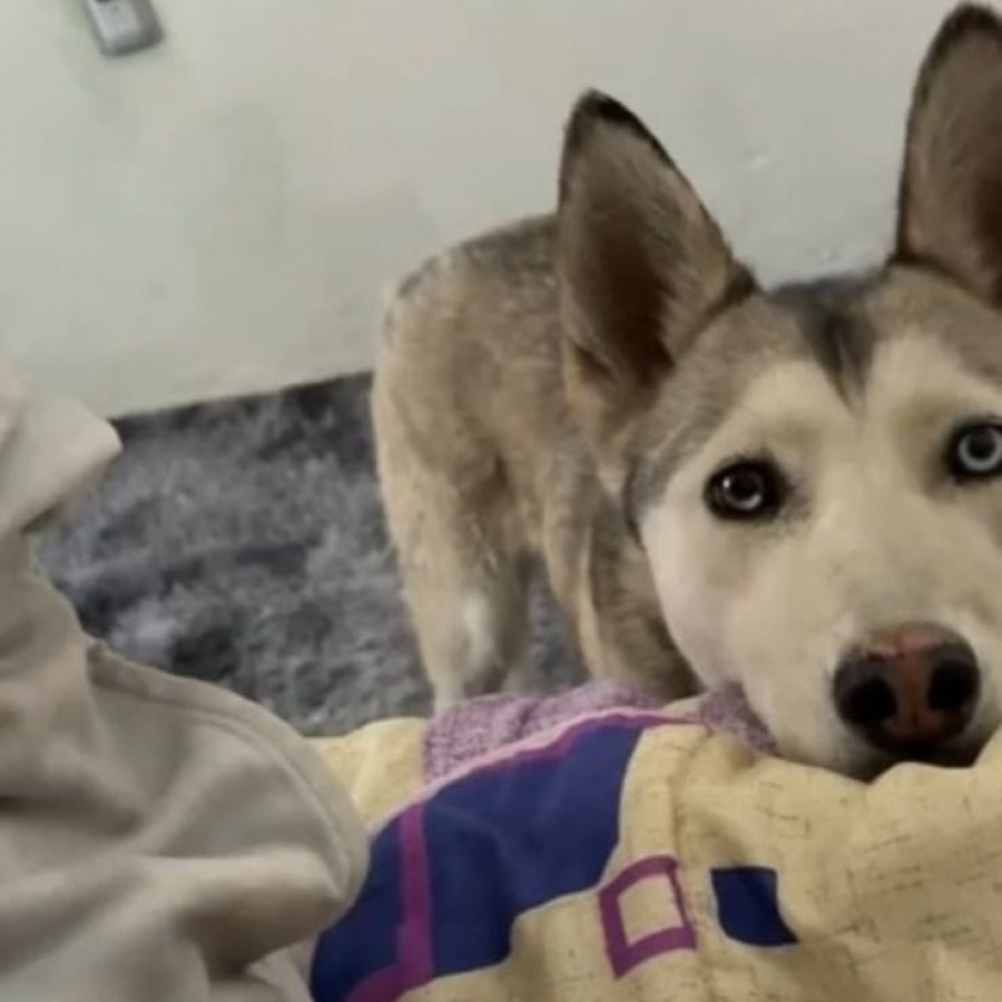 BOTAS | Raza Husky Siberiano | Perdida