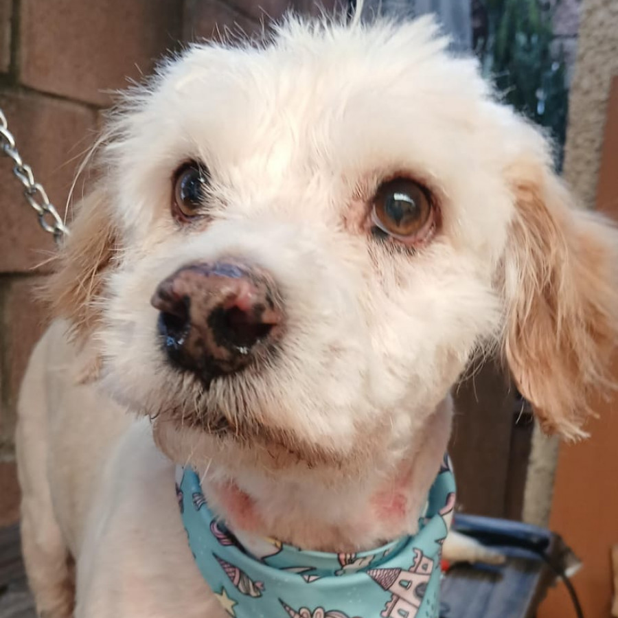 HERMOSO PELUDITO | Raza Mestizo, cruza de French Poodle con Maltés,  (Maltipoo). | En Adopción