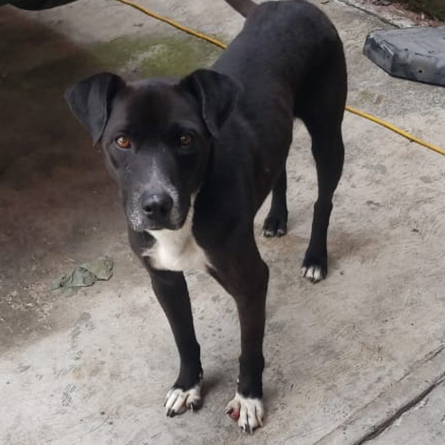 MILANESO | Raza Mestizo, cruza de American Pitbull Terrier con Labrador | Perdido