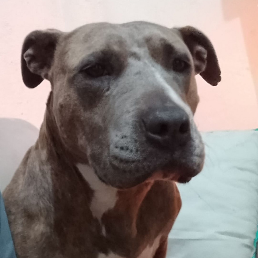 SASHA | Raza American Pitbull Terrier | Final Feliz