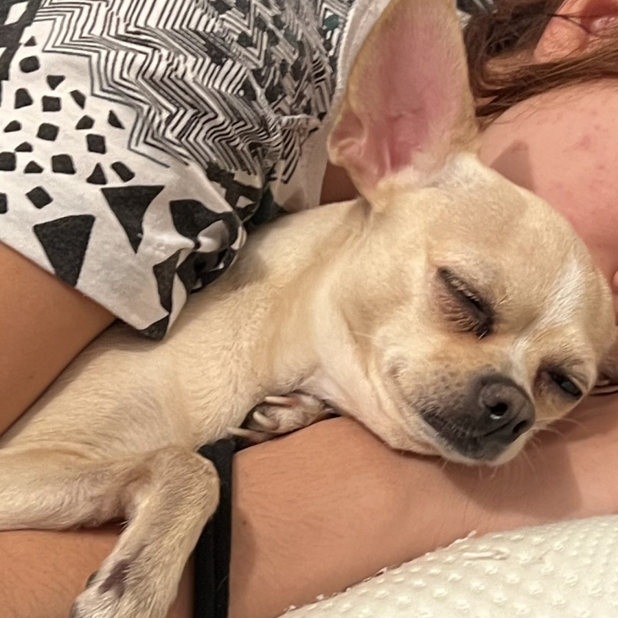 PULGA | Raza Chihuahua | Final Feliz