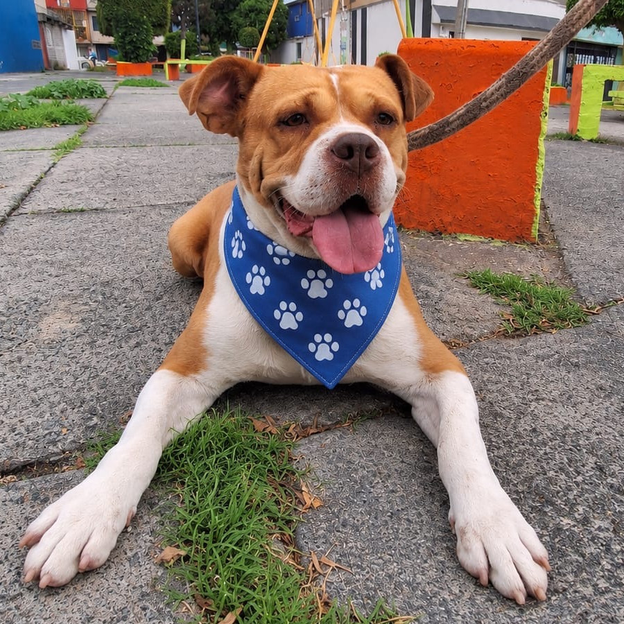SPOCK | Raza Mestizo, cruza de American Pitbull Terrier con Bóxer | En Adopción