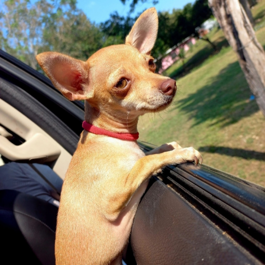 MIKI | Raza Chihuahua | Final Feliz