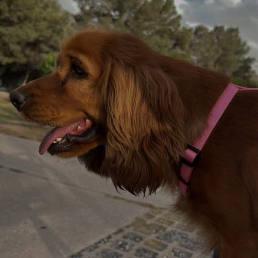 MOLLY | Raza Cocker Spaniel | Perdida