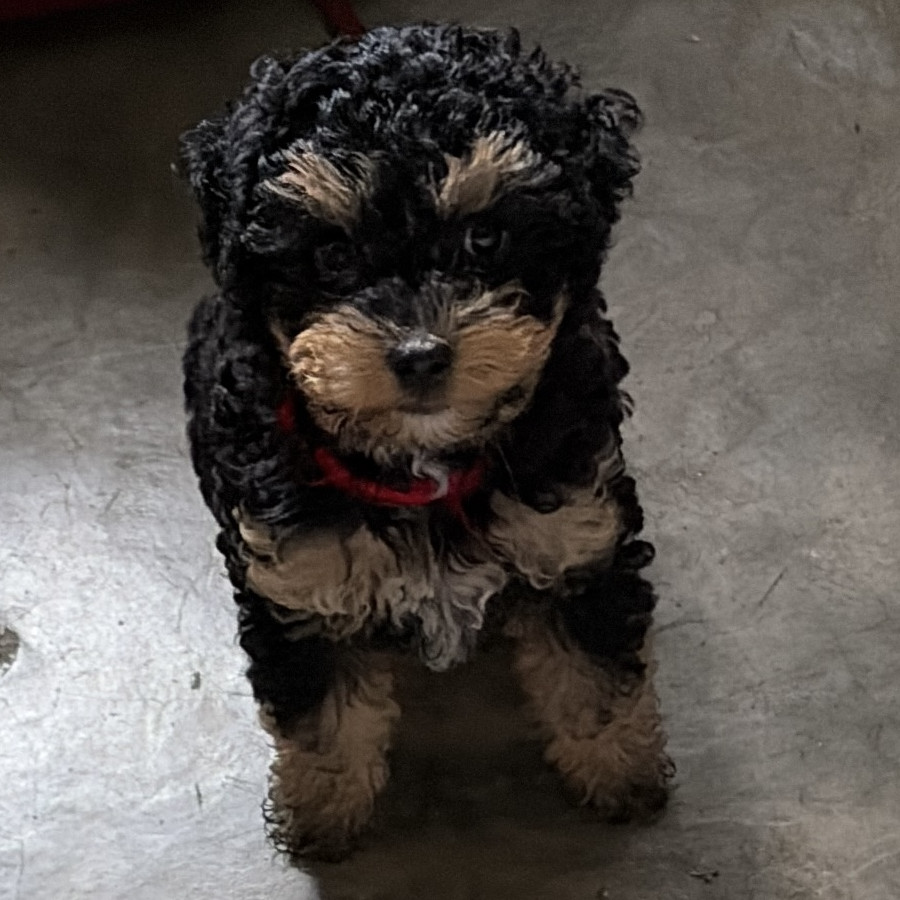 CAMILA | Raza Mestiza, cruza de French Poodle con Yorkie | Perdida