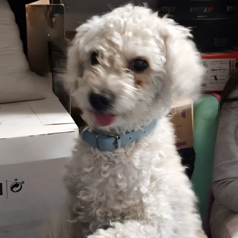 BALAM | Raza French Poodle o Caniche | Perdido