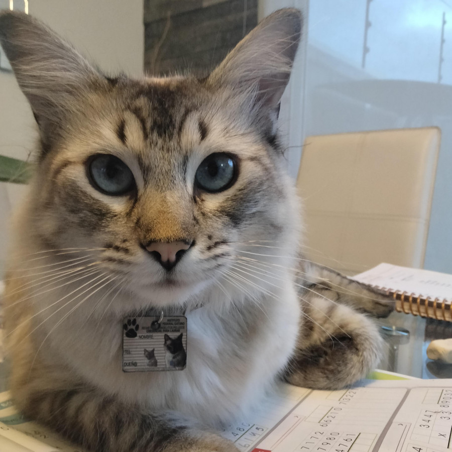 HARRY | Raza Balinés punto tabby | Final Feliz