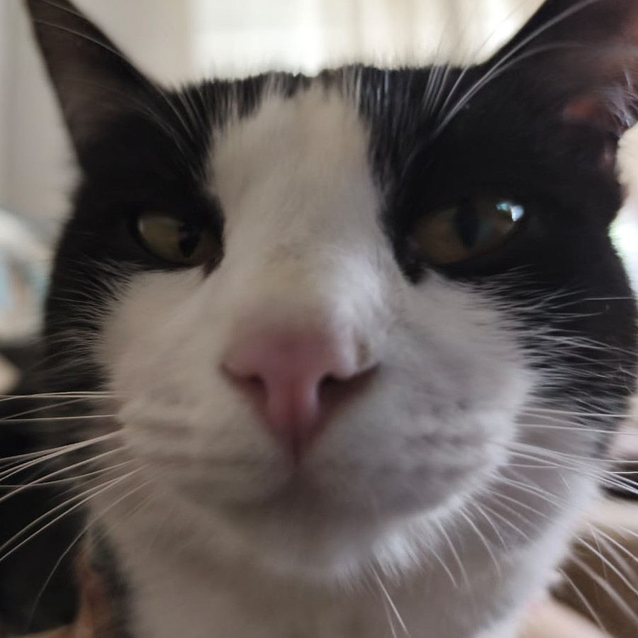 FIANNA | Raza Doméstico Américano de Pelo Corto | Perdida