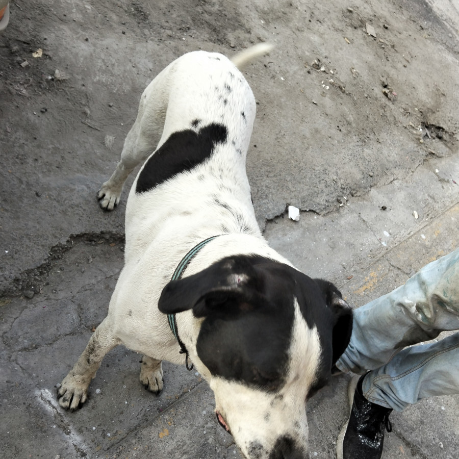  | Raza Mestizo, cruza de American Pitbull Terrier | Encontrado