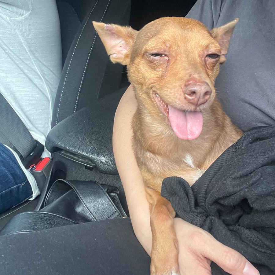  | Raza Chihuahua | Encontrado