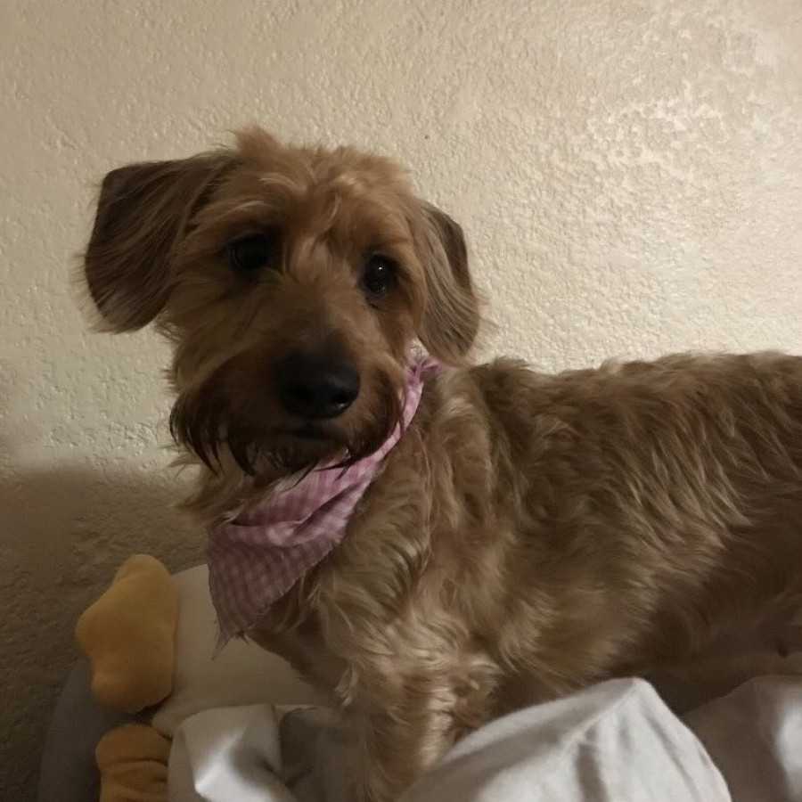 LAILA | Raza Dachshund o Salchicha de pelo duro | Final Feliz