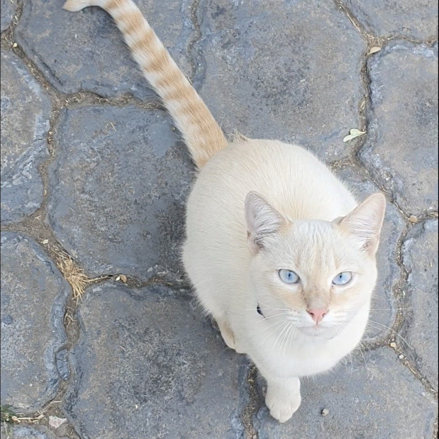  | Raza Aslan o Siamés moderno, punto flama | Final Feliz
